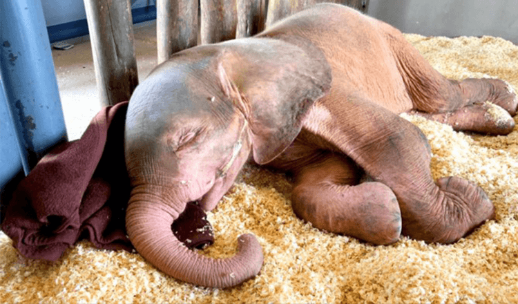 Baby Albino elefant som var fångad i snara i flera dagar är så glad att äntligen vara säker