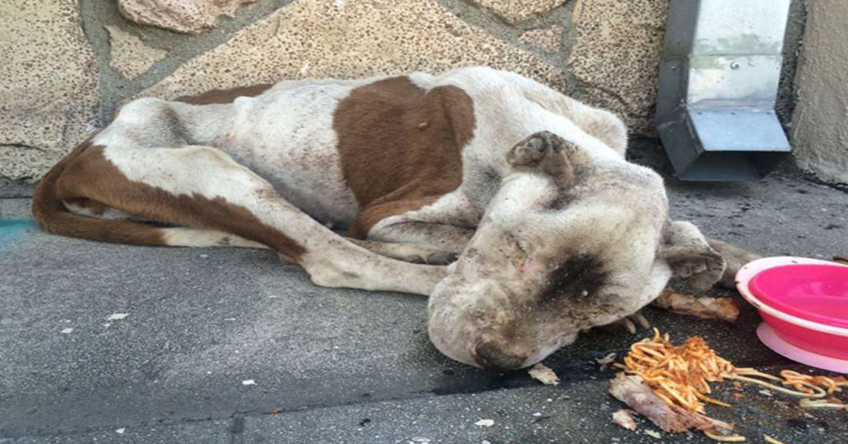 Svältande hund hittas döende på en trottoar får lite kärlek och det är svårt att tro att det är samma hund