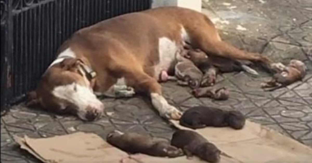 Svältande mammahund och hennes undernärda nyfödda räddade precis i tid