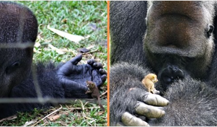 Enorm gorilla bildar hjärtevärmande vänskap med en liten buskebebis