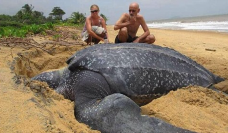 Världens största havssköldpadda dyker upp ur havet och den är fascinerande