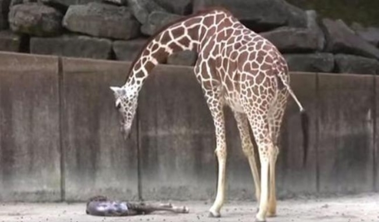 Mama Giraffe ser efter alla tecken på liv i hennes utmattade nyfödda bebis