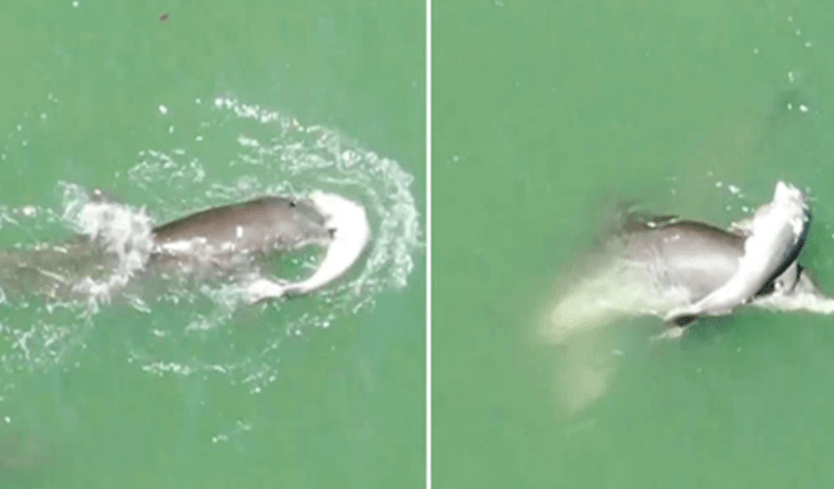 Hjärtkrossad mamma Delfin kommer inte att släppa taget om sin bebis kropp