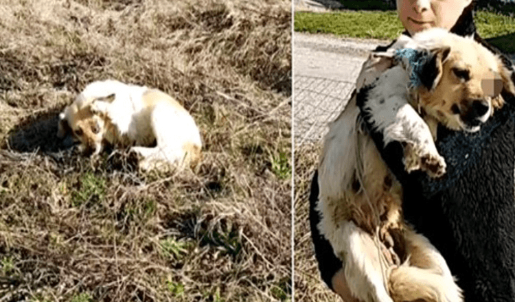 Blindad av angriparen höll hon ut sin tass och ber kvinnan att ta bort skadan