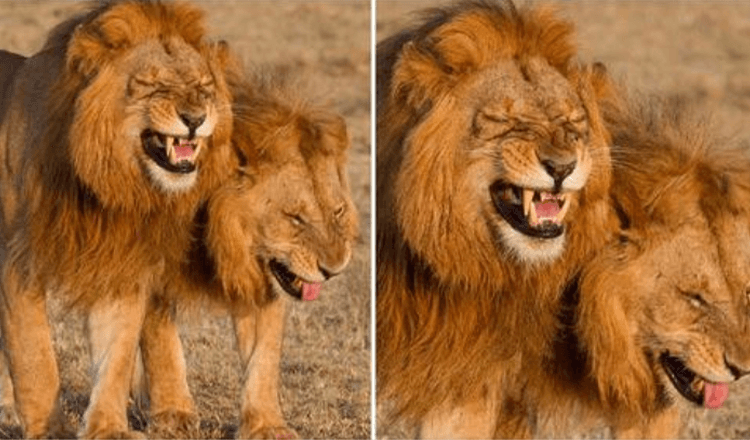 Lion Duo fångade på kamera fnissande i Masai Mara National Park, Kenya