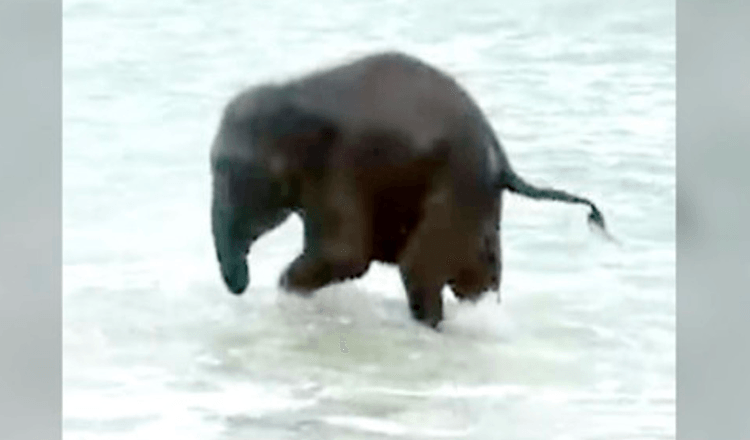 En elefantbebis ser havet för allra första gången och har den BÄSTA reaktionen