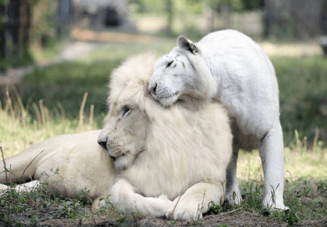 White Lion och White Tiger fick barn tillsammans och de är de mest bedårande sakerna på jorden