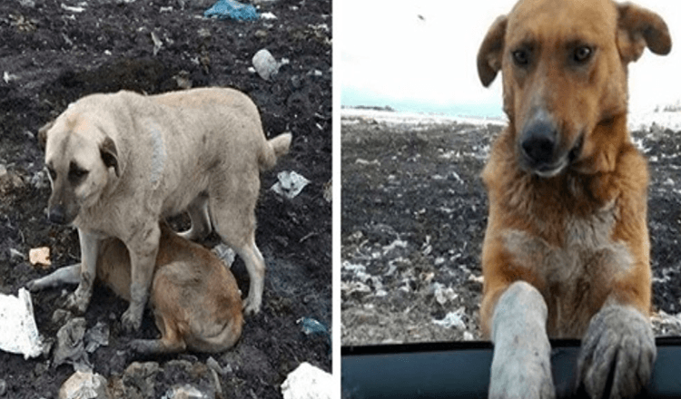 Herrelös hund som bodde på soptippen skulle tigga folk att adoptera honom