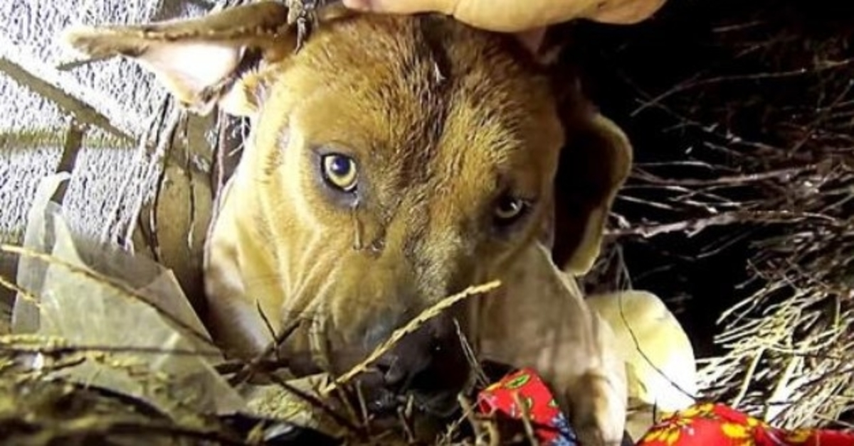 Hemlös mammahund kysser sina valpar en efter en när räddaren drar dem i säkerhet