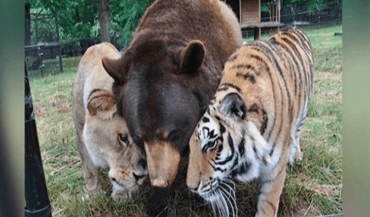 Lejon, tiger och björn blir livslånga vänner efter att ha räddats som ungar.