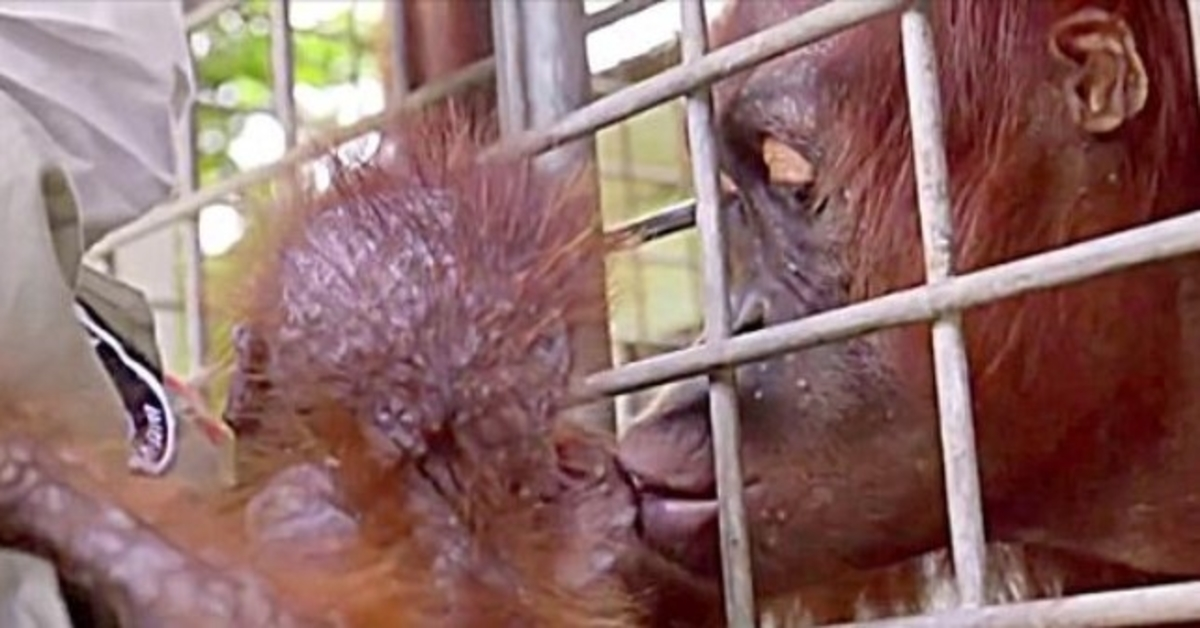 Arbetare bryter ihop i tårar när mamma Orangutang återförenas med sin kidnappade baby