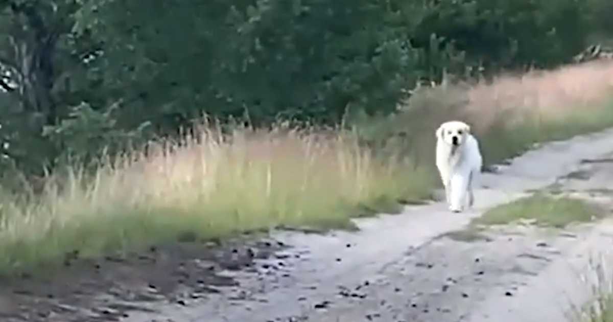 De tappar hoppet om att hitta sitt husdjur när en stor vit hund dyker upp på vägen