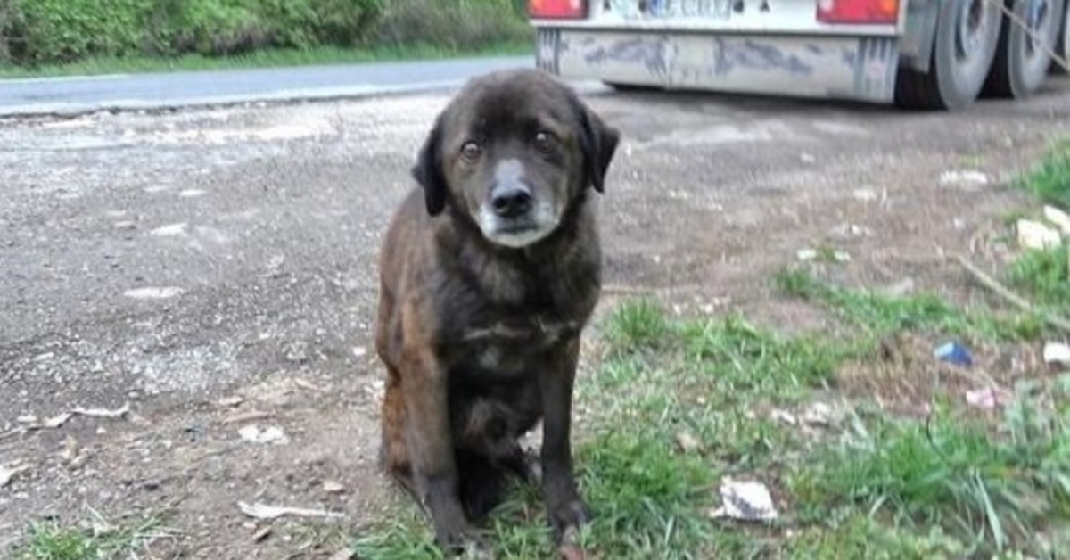 Gammal dumpad hund hade ett så hårt förflutet att han inte ens visste hur man skulle äta godsaker