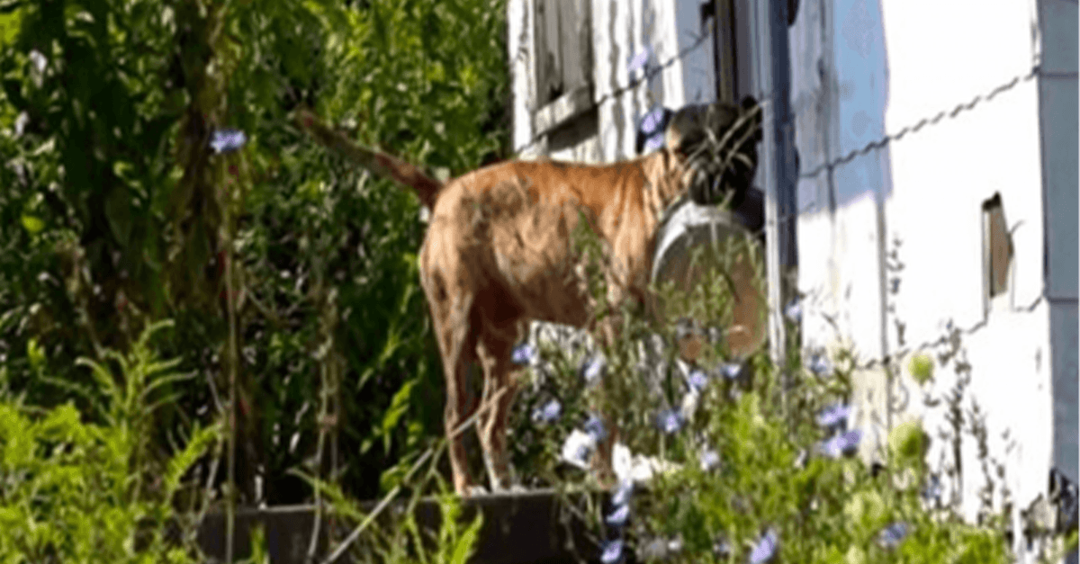 Övergiven hund bär tom skål från dörr till dörr i hopp om att någon ska mata honom