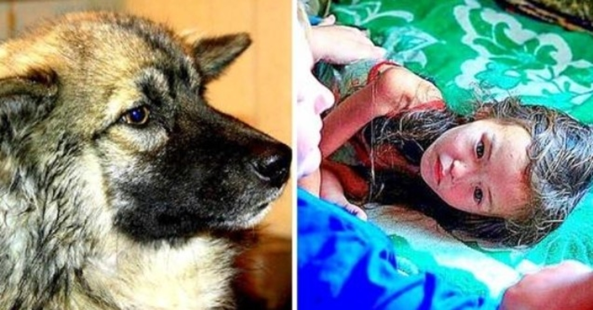 Trogen hund hölls förlorad 3-åring vid liv i 12 dagar i vilda sibiriska vildmarken