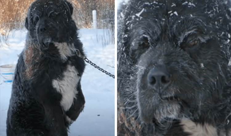 I fruset väder hittades kedjad hund turas om att hålla en tass borta från den kalla marken