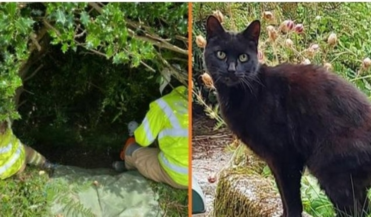 Cat’s Meowing leder polisen till försvunnen 83-årig kvinna som föll ner i en ravin