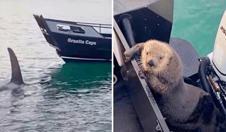 Otter söker skydd på mannens båt när han knappt undkommer späckhuggarens käkar