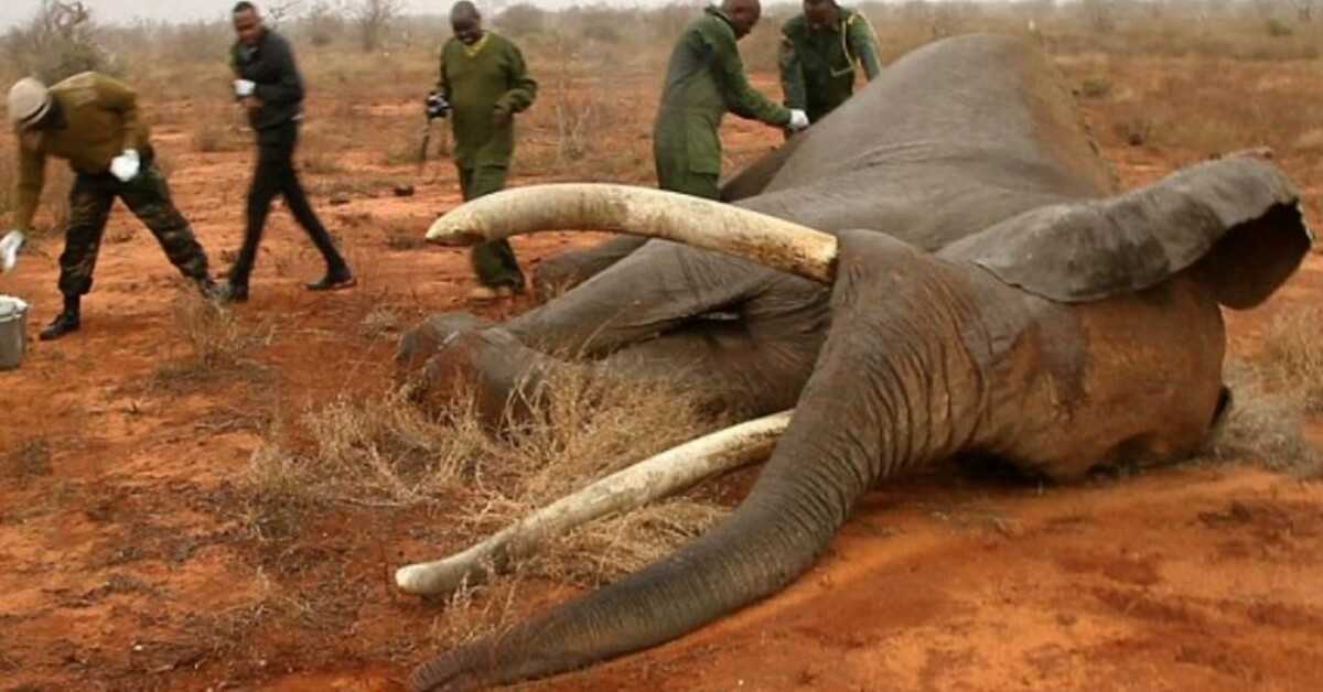 Döende elefant skjuten med förgiftade arrow-recoᴠers tack vare team av heroiska häften i Kenyɑ