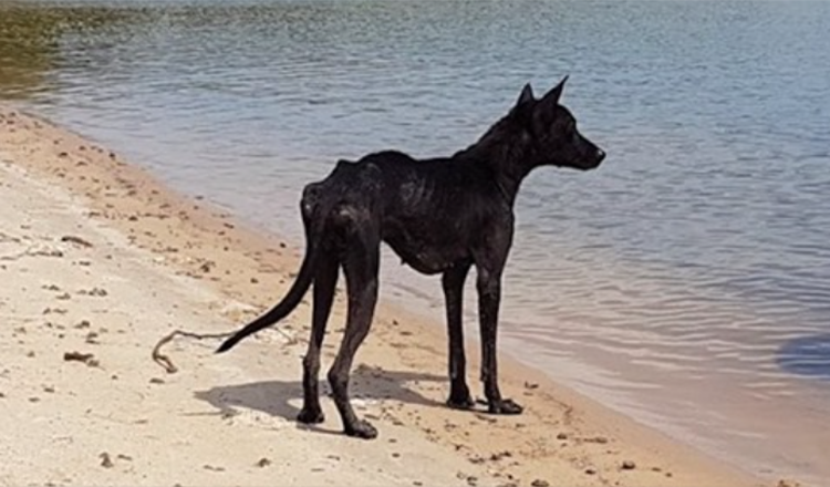 Man på kryssning i Amazonas djungel hittar hund på en öde ö