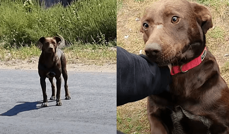 Ledsen hund väntar varje dag på samma plats på att någon ska rädda honom