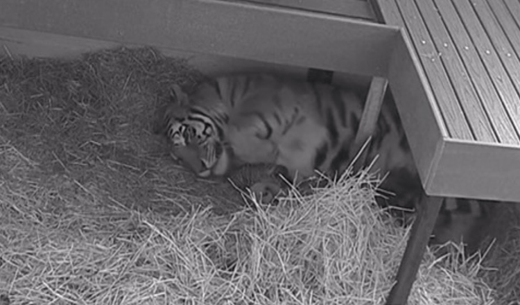 Tiger föder 3 ungar på Toronto Zoo efter 104 dagars graviditet: Hon är en exemplarisk mamma