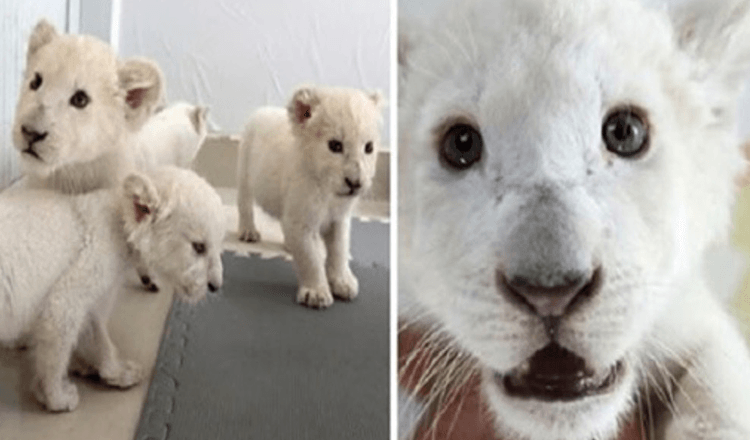 Extremt sällsynta vita lejonfyrlingar födda i Safari Park