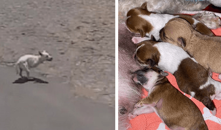 Hunden grät nära stranden efter uppmärksamhet i hopp om att någon skulle hjälpa henne med hennes nyfödda valpar