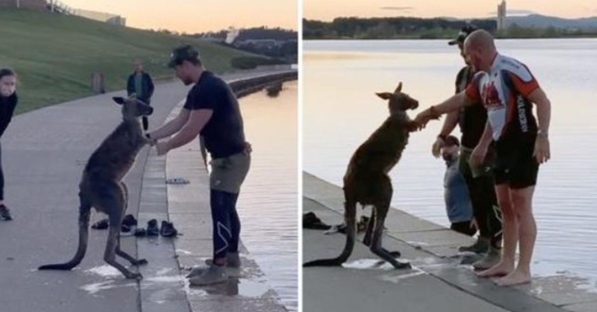 Efter att ha räddats från den frysande sjön skakar känguru hand med sin räddare