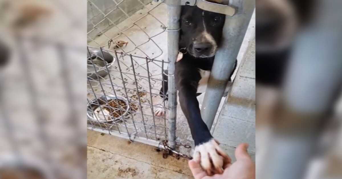 Hund sitter i skyddet och ber att få hålla i handen på alla som passerar