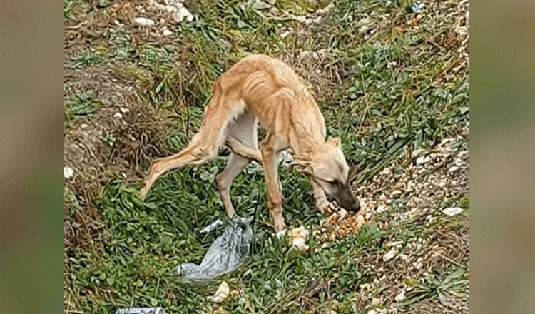 Han hittade en rädd hund som inte litar på människor alls och är väldigt ledsen