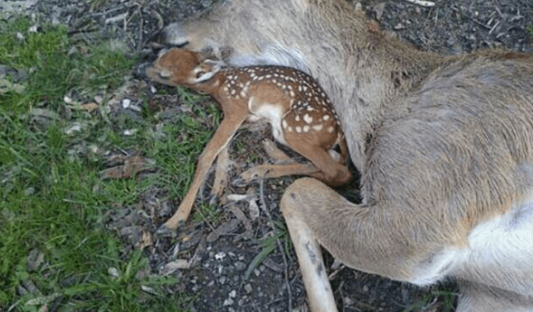 Babyhjort ligger bredvid sin mammas kropp och hoppas att hon ska andas igen