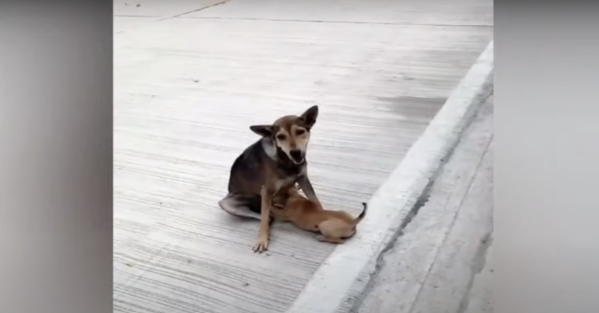 Frakturerad gatuhund ammade fortfarande och älskade sina bebisar så gott hon kunde