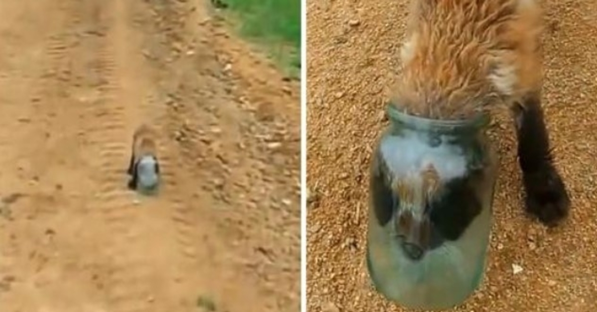 Baby Fox får sitt huvud i en burk och kvävs, närmar sig människan för att få hjälp