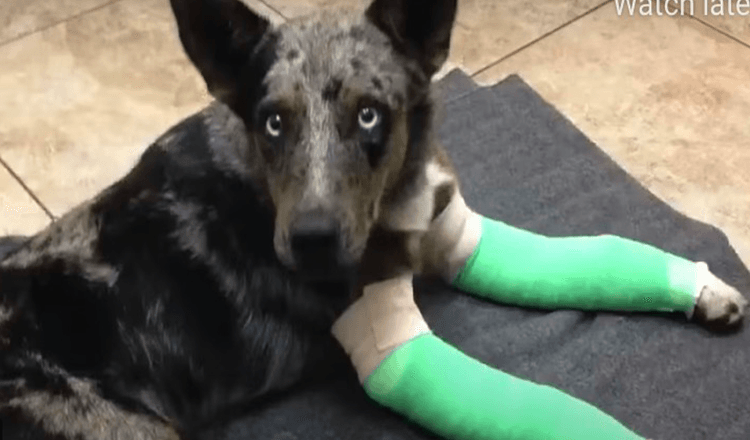 Hund med två brutna ben vacklar upp till Remote Park Ranger Station söker hjälp