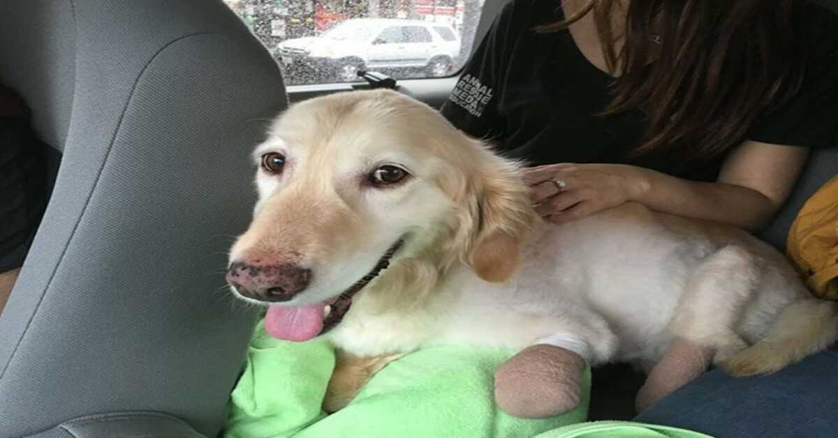 Valp som tappade alla 4 tassar på den koreanska köttmarknaden blir äntligen adopterad