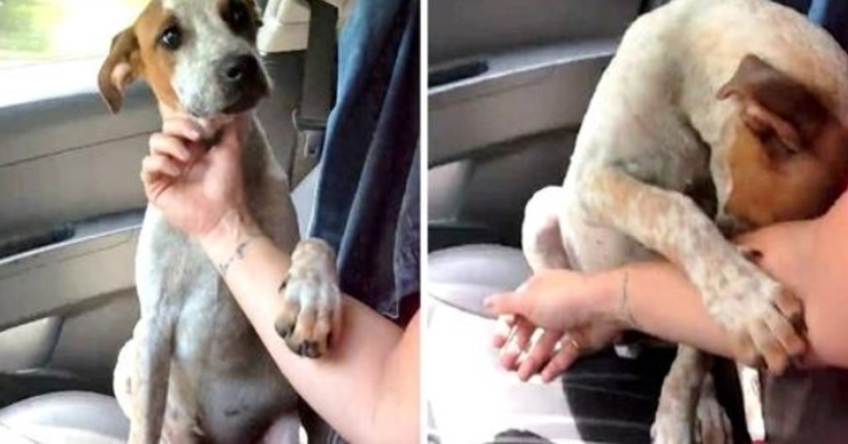 Kvinna räddar döende kedjad hund, hunden tar tag i hennes hand för att säga “tack”