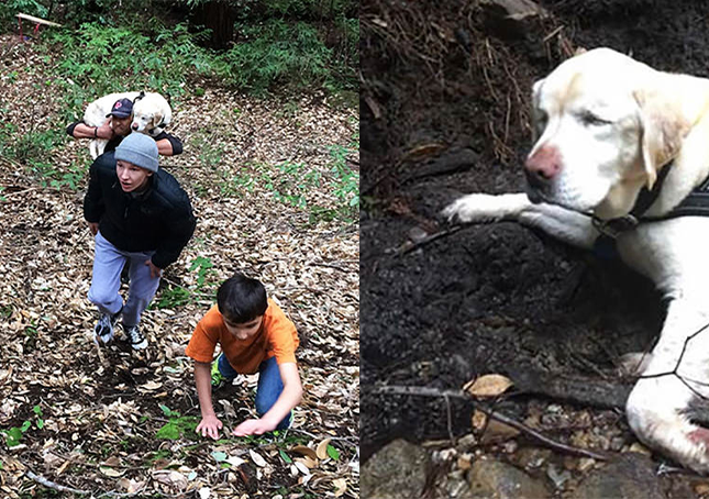 Blind hund förlorad i skogen i 1 vecka hittades och räddad av en brandman