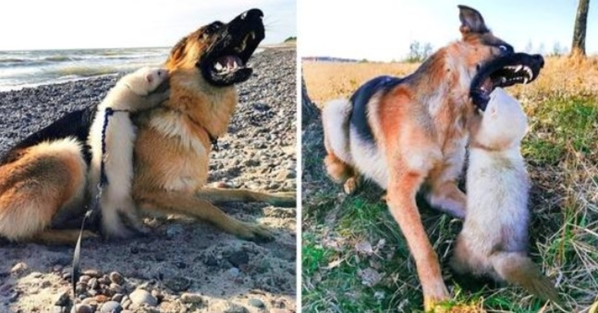 Kvinnan hoppades att stor hund och iller skulle bli vänner, men hunden öppnade munnen