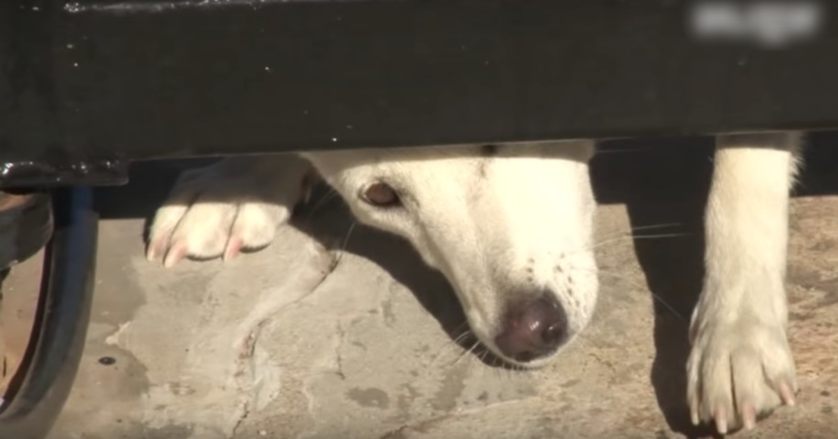 Oälskad hund kryper under deras port och ber om ett hem, men frun ger sig inte