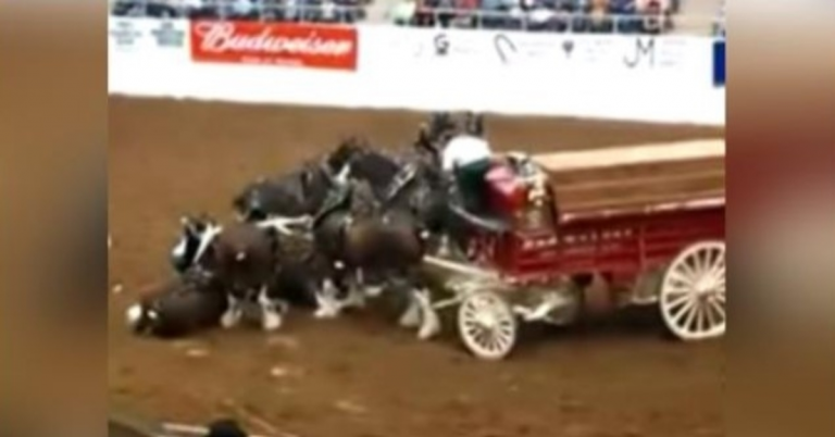 Clydesdale-hästar kollapsar under arenanshow och reser sig vackert upp efter hösten