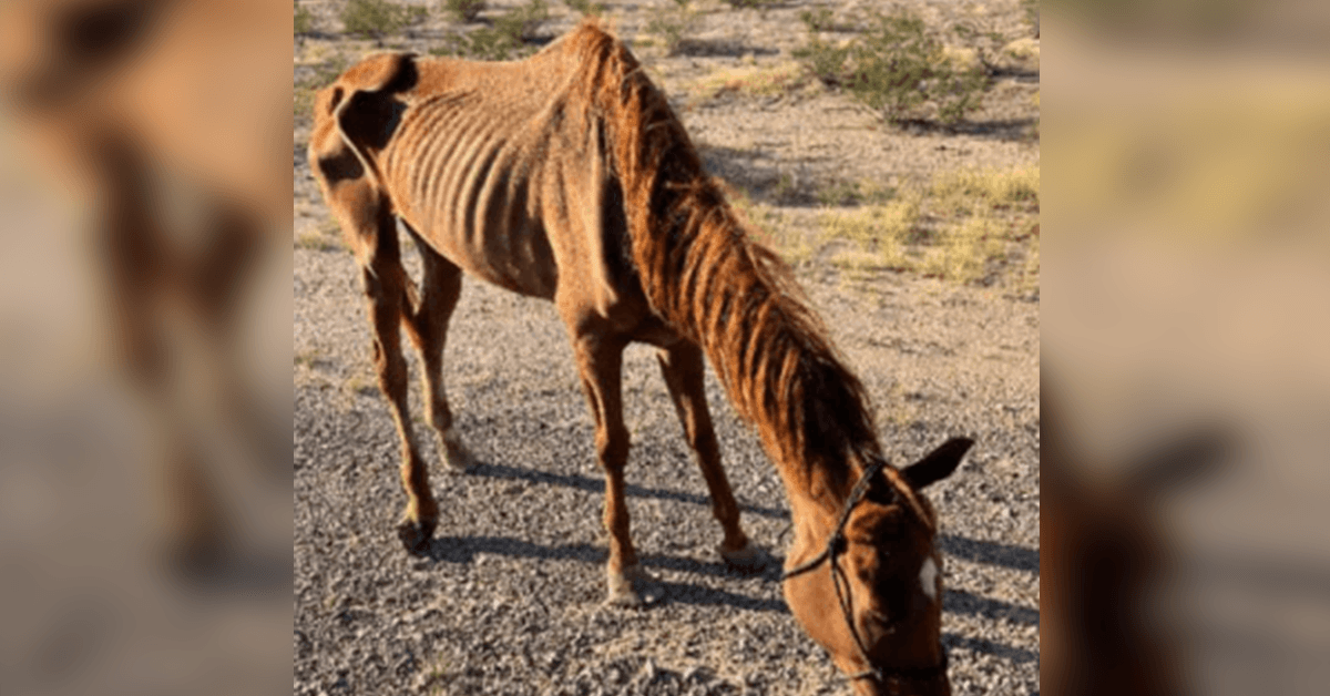 Utmärglad kapplöpningshäst övergiven i öknen räddad av djurräddningsgruppen i Arizona