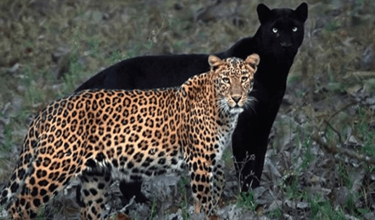 Fotograf fångar ett otroligt foto av leopard- och svarta panterpar