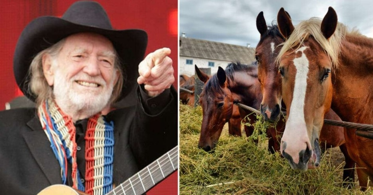 Willie Nelson räddade 70 hästar från ett slakteri för att låta dem ströva fritt på hans ranch i Texas