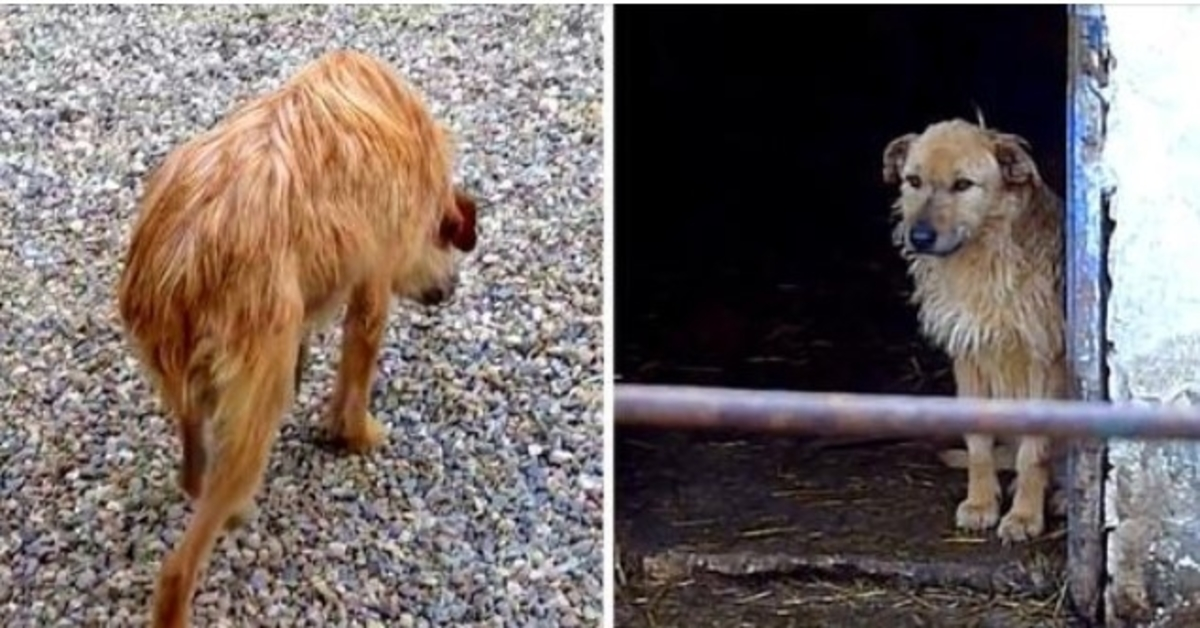 Sorglig hund som gick med sänkt huvud och nedstoppad svans får en andra chans