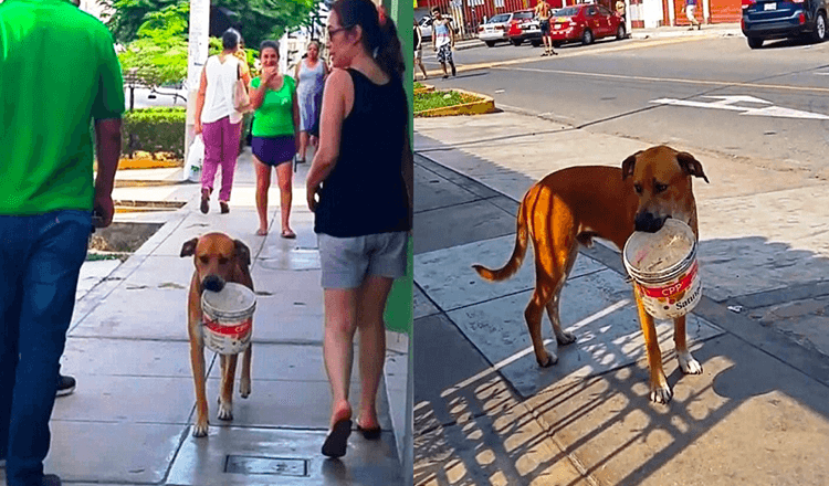 Törstig herrelös hund plockar upp och tömmer hinken och ber folk om vatten