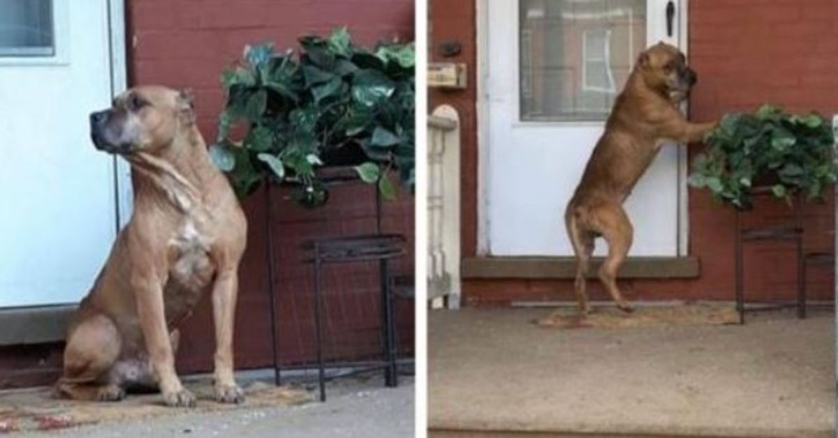 Hunden väntade på verandan i veckor efter att hans familj flyttat