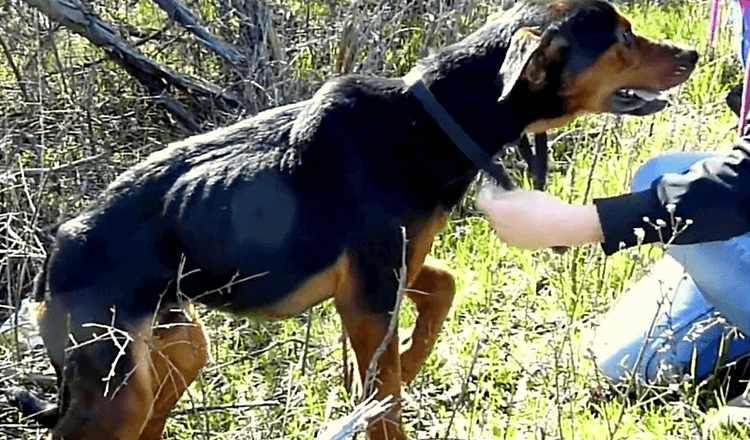 Hund med brutna bensinne Kvinnan är här för att hjälpa, så han hoppar in i hennes armar