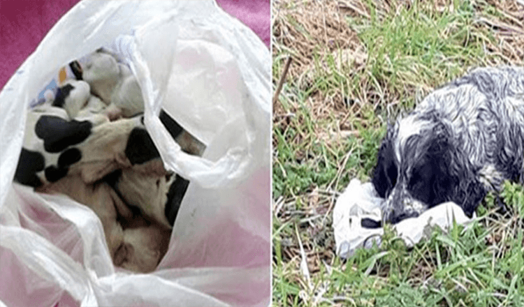 Hund hittades vid vägen med en plastpåse med sina valpar