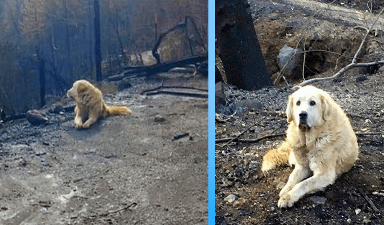 Familjen återvänder hem en månad efter brand och hittar sin hund som väntar på dem